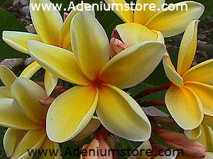 (image for) Plumeria Rubra \'Paul Weissich\' 6 Seeds